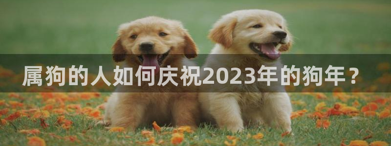 乐发ll500官网地址：属狗的人如何庆祝2023年的狗年？